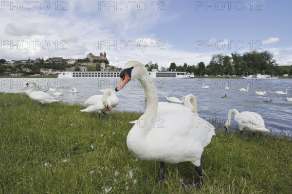 Mute swans on the Rhine with a view of the Münsterberg and St Stephan's Minster, Breisach am Rhein, Baden-Württemberg, Germany