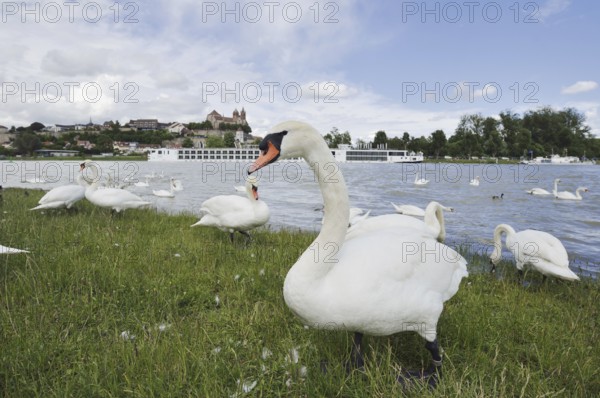Mute swans on the Rhine with a view of the Münsterberg and St Stephan's Minster, Breisach am Rhein, Baden-Württemberg, Germany