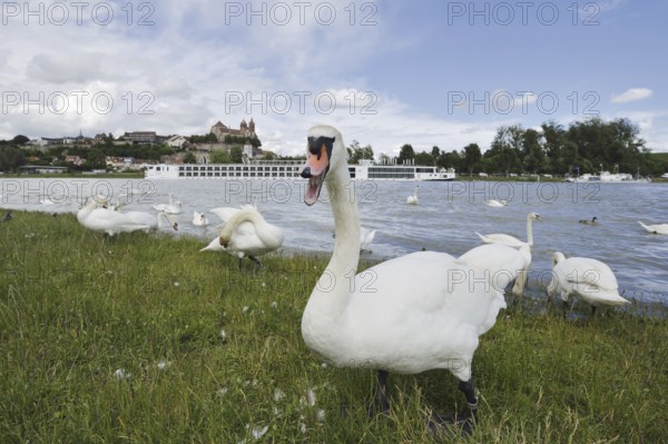 Mute swans on the Rhine with a view of the Münsterberg and St Stephan's Minster, Breisach am Rhein, Baden-Württemberg, Germany