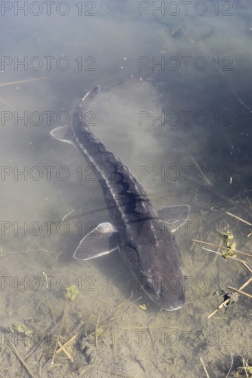 Russian sturgeon or Waxdick (Acipenser gueldenstaedtii), released animal in a lake, North Rhine-Westphalia, Germany