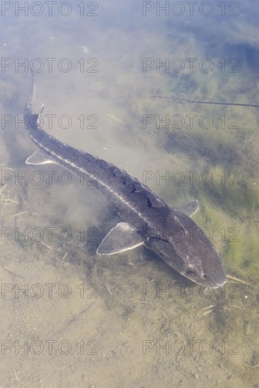 Russian sturgeon or Waxdick (Acipenser gueldenstaedtii), released animal in a lake, North Rhine-Westphalia, Germany