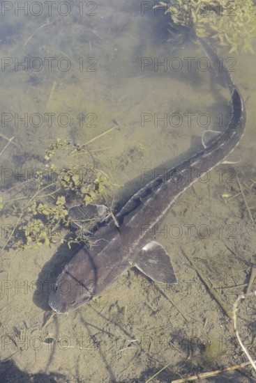 Russian sturgeon or Waxdick (Acipenser gueldenstaedtii), released animal in a lake, North Rhine-Westphalia, Germany