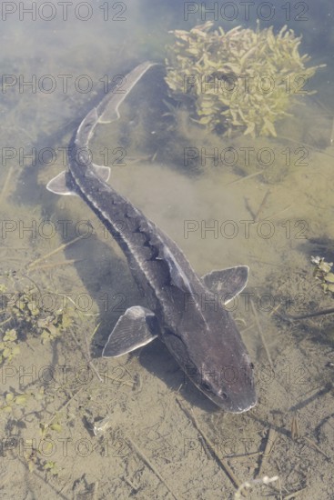 Russian sturgeon or Waxdick (Acipenser gueldenstaedtii), released animal in a lake, North Rhine-Westphalia, Germany