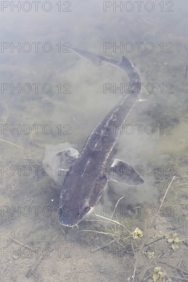 Russian sturgeon or Waxdick (Acipenser gueldenstaedtii), released animal in a lake, North Rhine-Westphalia, Germany