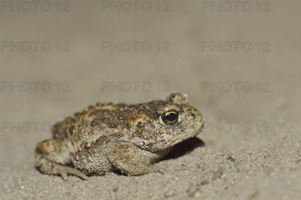 Natterjack toad (Epidalea calamita, Bufo calamita), North Rhine-Westphalia, Germany