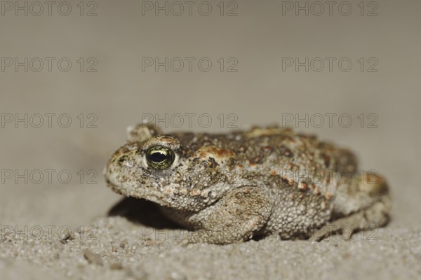 Natterjack toad (Epidalea calamita, Bufo calamita), North Rhine-Westphalia, Germany