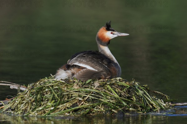 Great Crested Grebe (Podiceps Scalloped ribbonfish) sitting on its nest, North Rhine-Westphalia, Germany
