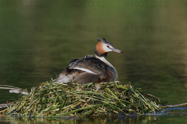 Great Crested Grebe (Podiceps scalloped ribbonfish) with chicks on the nest, North Rhine-Westphalia, Germany
