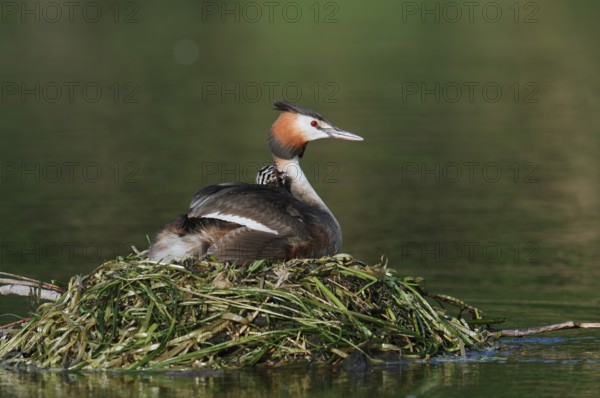 Great Crested Grebe (Podiceps Scalloped ribbonfish) feeding chicks on the nest, North Rhine-Westphalia, Germany