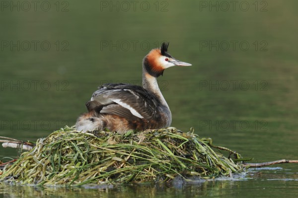 Great Crested Grebe (Podiceps Scalloped ribbonfish) sitting on its nest, North Rhine-Westphalia, Germany