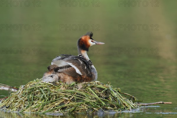 Great Crested Grebe (Podiceps scalloped ribbonfish) with chicks on the nest, North Rhine-Westphalia, Germany