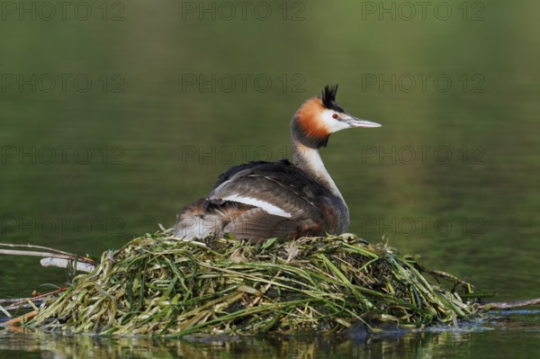 Great Crested Grebe (Podiceps Scalloped ribbonfish) sitting on its nest, North Rhine-Westphalia, Germany