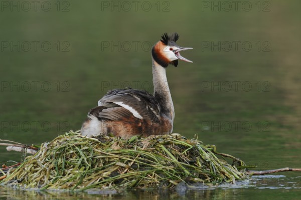 Great Crested Grebe (Podiceps scalloped ribbonfish) sitting on the nest and calling, North Rhine-Westphalia, Germany