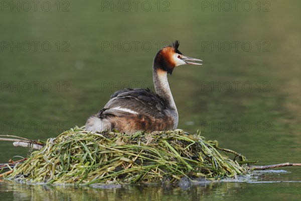 Great Crested Grebe (Podiceps scalloped ribbonfish) sitting on the nest and calling, North Rhine-Westphalia, Germany