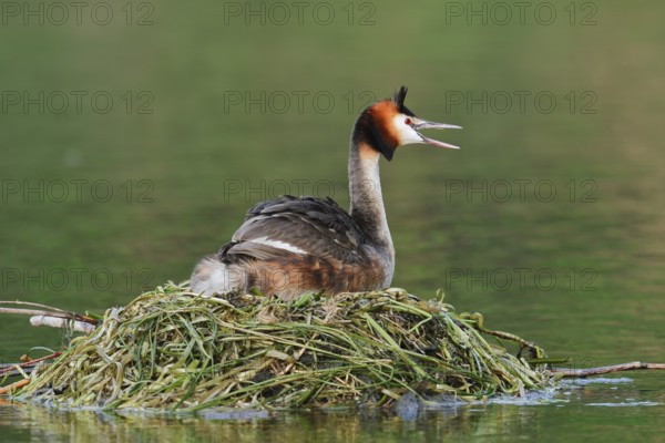 Great Crested Grebe (Podiceps scalloped ribbonfish) sitting on the nest and calling, North Rhine-Westphalia, Germany