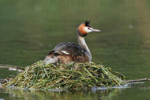 Great Crested Grebe (Podiceps Scalloped ribbonfish) sitting on its nest, North Rhine-Westphalia, Germany
