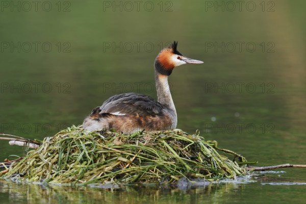 Great Crested Grebe (Podiceps Scalloped ribbonfish) sitting on its nest, North Rhine-Westphalia, Germany
