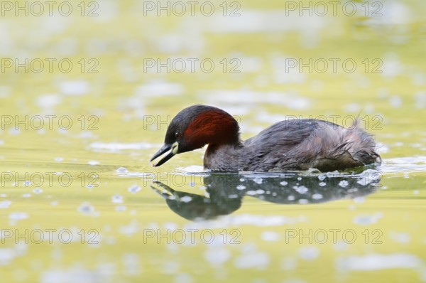 Little grebe (Tachybaptus ruficollis), North Rhine-Westphalia, Germany