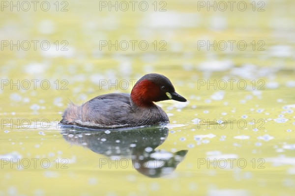 Little grebe (Tachybaptus ruficollis), North Rhine-Westphalia, Germany