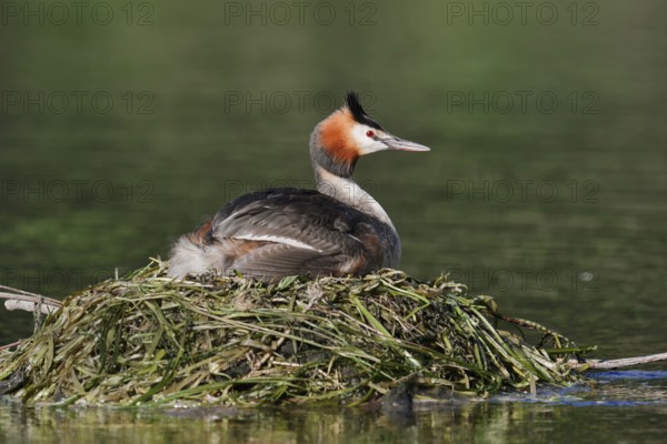Great Crested Grebe (Podiceps Scalloped ribbonfish) sitting on its nest, North Rhine-Westphalia, Germany