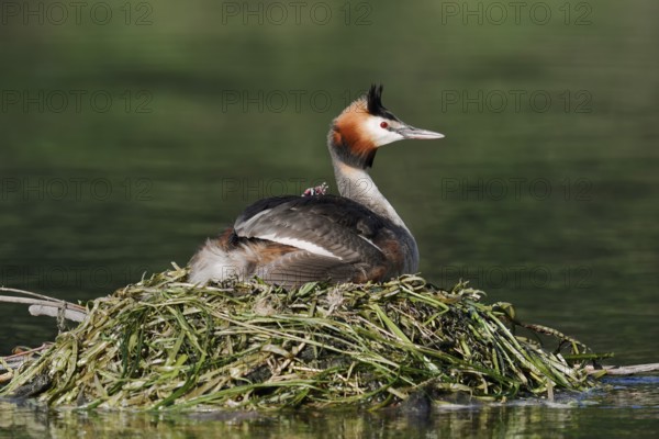 Great Crested Grebe (Podiceps scalloped ribbonfish) with chicks on the nest, North Rhine-Westphalia, Germany