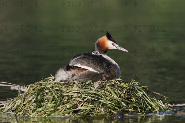 Great Crested Grebe (Podiceps scalloped ribbonfish) with chicks on the nest, North Rhine-Westphalia, Germany