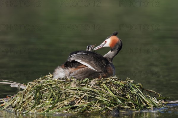 Great Crested Grebe (Podiceps scalloped ribbonfish) with chicks on the nest, North Rhine-Westphalia, Germany