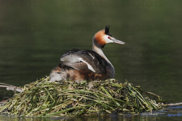 Great Crested Grebe (Podiceps Scalloped ribbonfish) sitting on its nest, North Rhine-Westphalia, Germany