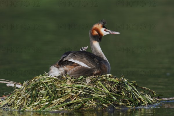 Great Crested Grebe (Podiceps scalloped ribbonfish) with chicks on the nest, North Rhine-Westphalia, Germany