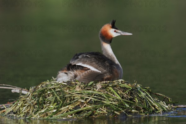 Great Crested Grebe (Podiceps Scalloped ribbonfish) sitting on its nest, North Rhine-Westphalia, Germany