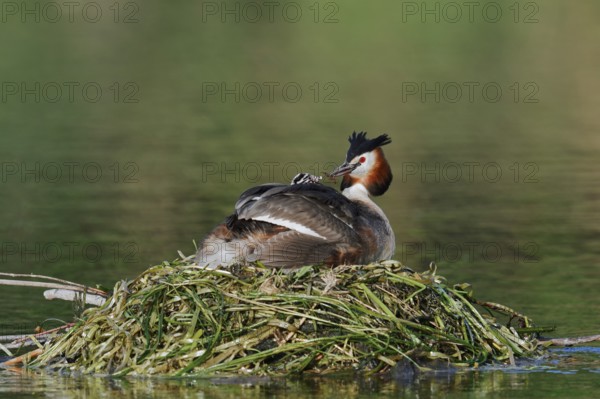 Great Crested Grebe (Podiceps scalloped ribbonfish) with chicks on the nest, North Rhine-Westphalia, Germany
