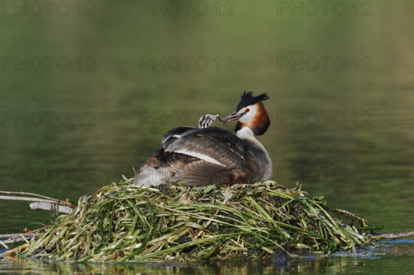 Great Crested Grebe (Podiceps scalloped ribbonfish) with chicks on the nest, North Rhine-Westphalia, Germany