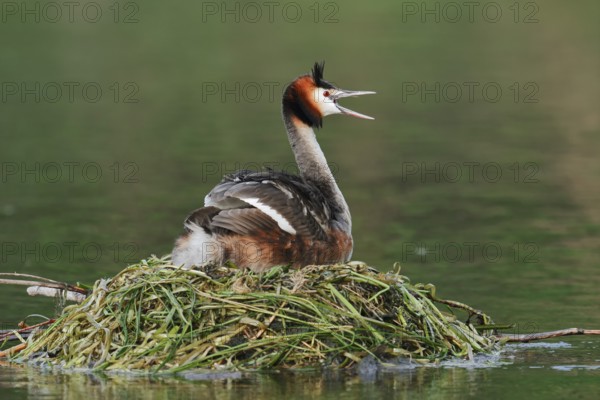 Great Crested Grebe (Podiceps scalloped ribbonfish) sitting on the nest and calling, North Rhine-Westphalia, Germany