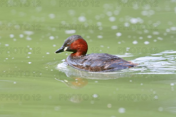 Little grebe (Tachybaptus ruficollis), North Rhine-Westphalia, Germany