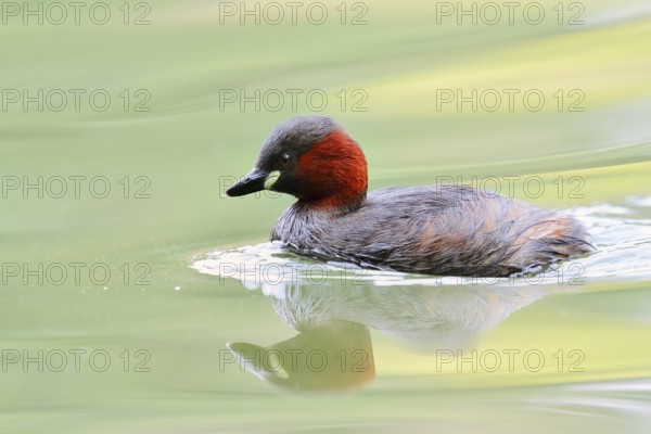 Little grebe (Tachybaptus ruficollis), North Rhine-Westphalia, Germany