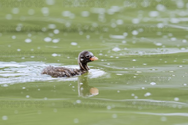 Little grebe (Tachybaptus ruficollis), swimming chick, North Rhine-Westphalia, Germany