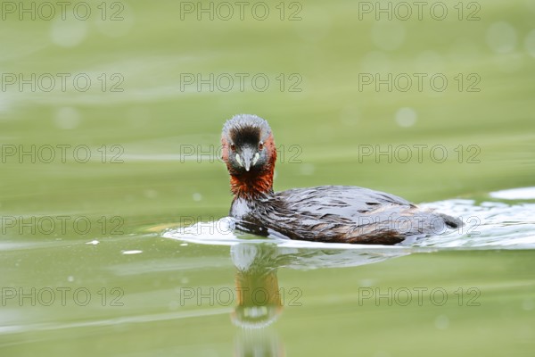 Little grebe (Tachybaptus ruficollis), North Rhine-Westphalia, Germany