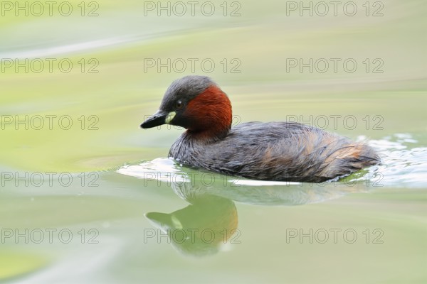 Little grebe (Tachybaptus ruficollis), North Rhine-Westphalia, Germany