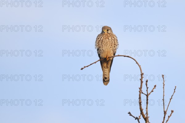 Kestrel (Falco tinnunculus), female, North Rhine-Westphalia, Germany