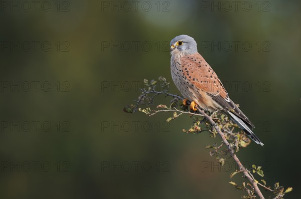 Kestrel (Falco tinnunculus), male sitting on a branch of hawthorn (Crataegus), North Rhine-Westphalia, Germany