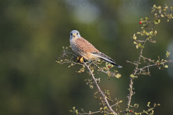 Kestrel (Falco tinnunculus), male sitting on a branch of hawthorn (Crataegus), North Rhine-Westphalia, Germany