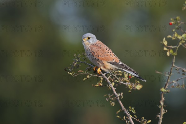 Kestrel (Falco tinnunculus), male sitting on a branch of hawthorn (Crataegus), North Rhine-Westphalia, Germany