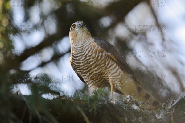 Sparrowhawk (Accipiter nisus), male with prey, North Rhine-Westphalia, Germany