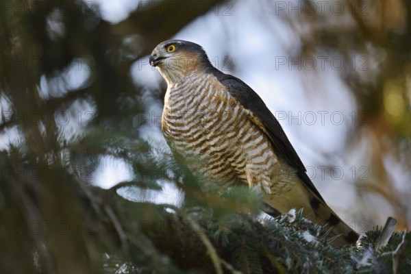 Sparrowhawk (Accipiter nisus), male with prey, North Rhine-Westphalia, Germany