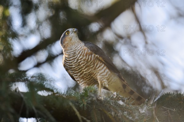 Sparrowhawk (Accipiter nisus), male with prey, North Rhine-Westphalia, Germany