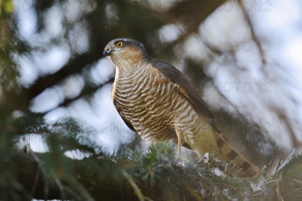Sparrowhawk (Accipiter nisus), male with prey, North Rhine-Westphalia, Germany