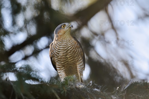 Sparrowhawk (Accipiter nisus), male with prey, North Rhine-Westphalia, Germany