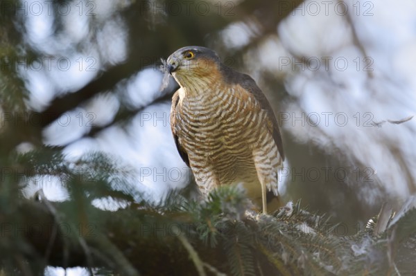 Sparrowhawk (Accipiter nisus), male with prey, North Rhine-Westphalia, Germany
