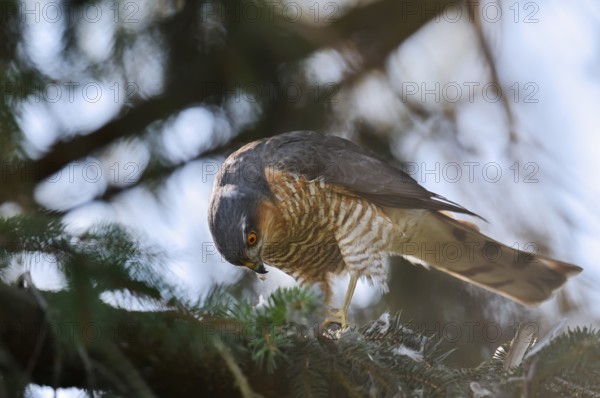 Sparrowhawk (Accipiter nisus), male with prey, North Rhine-Westphalia, Germany