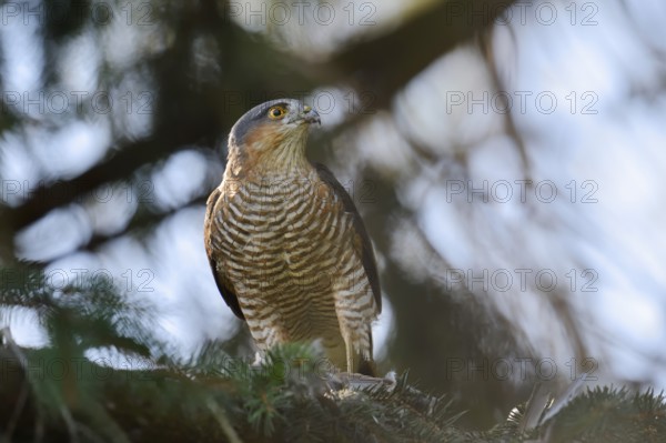Sparrowhawk (Accipiter nisus), male with prey, North Rhine-Westphalia, Germany